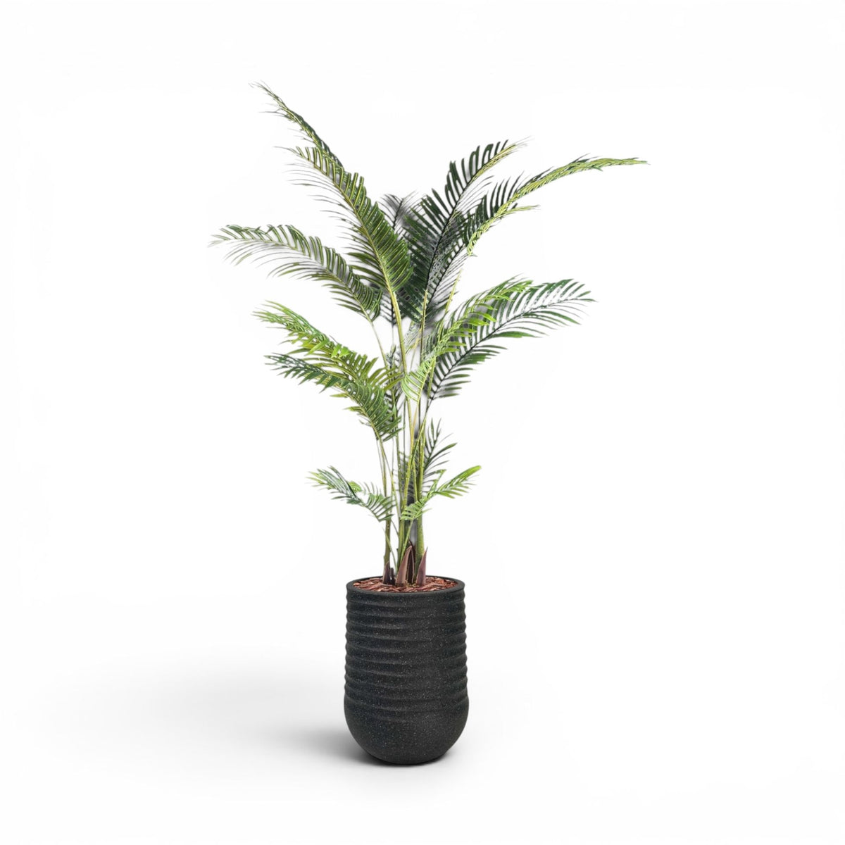 Artimis Planter M Black With Areca Palm 170cm