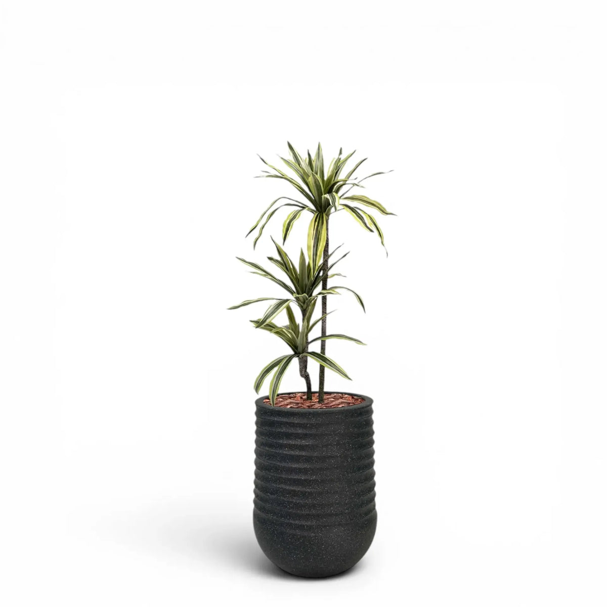 Artimis Planter M Black With Dracaena 100cm