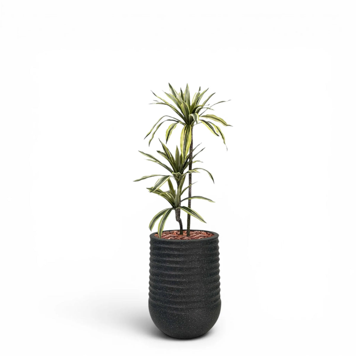 Artimis Planter M Black With Dracaena 100cm