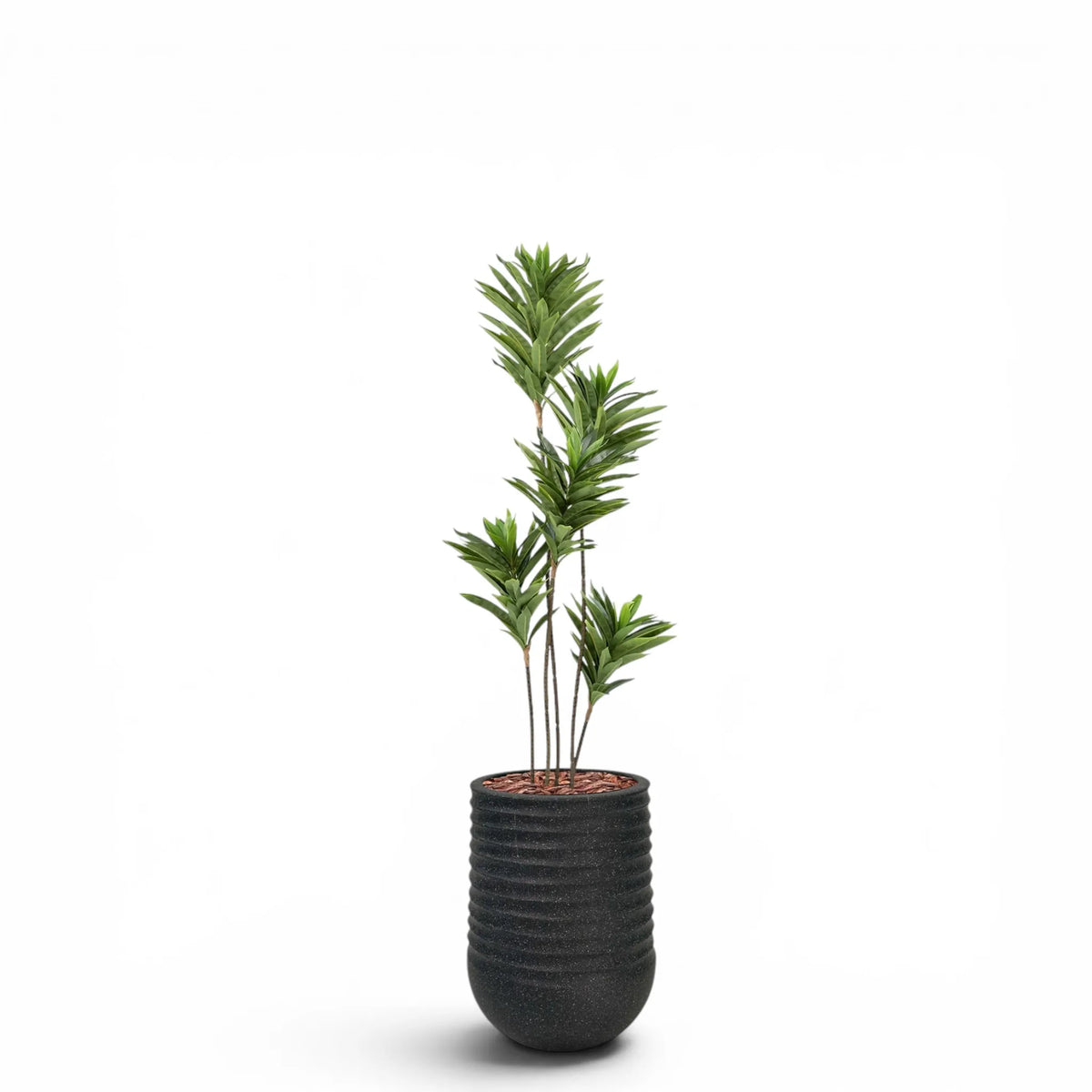 Artimis Planter M Black With Dracaena Reflexa 120cm