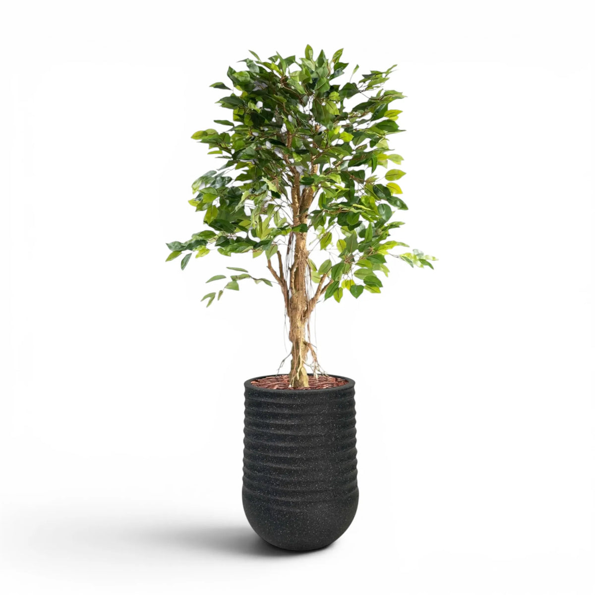 Artimis Planter M Black With Ficus 120cm