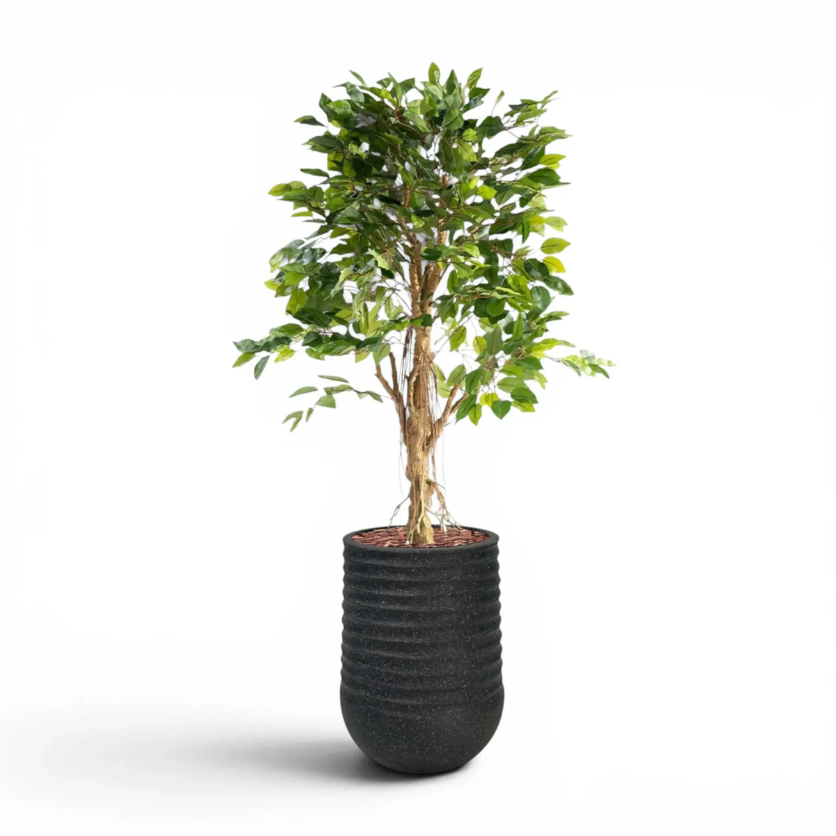 Artimis Planter M Black With Ficus 120cm
