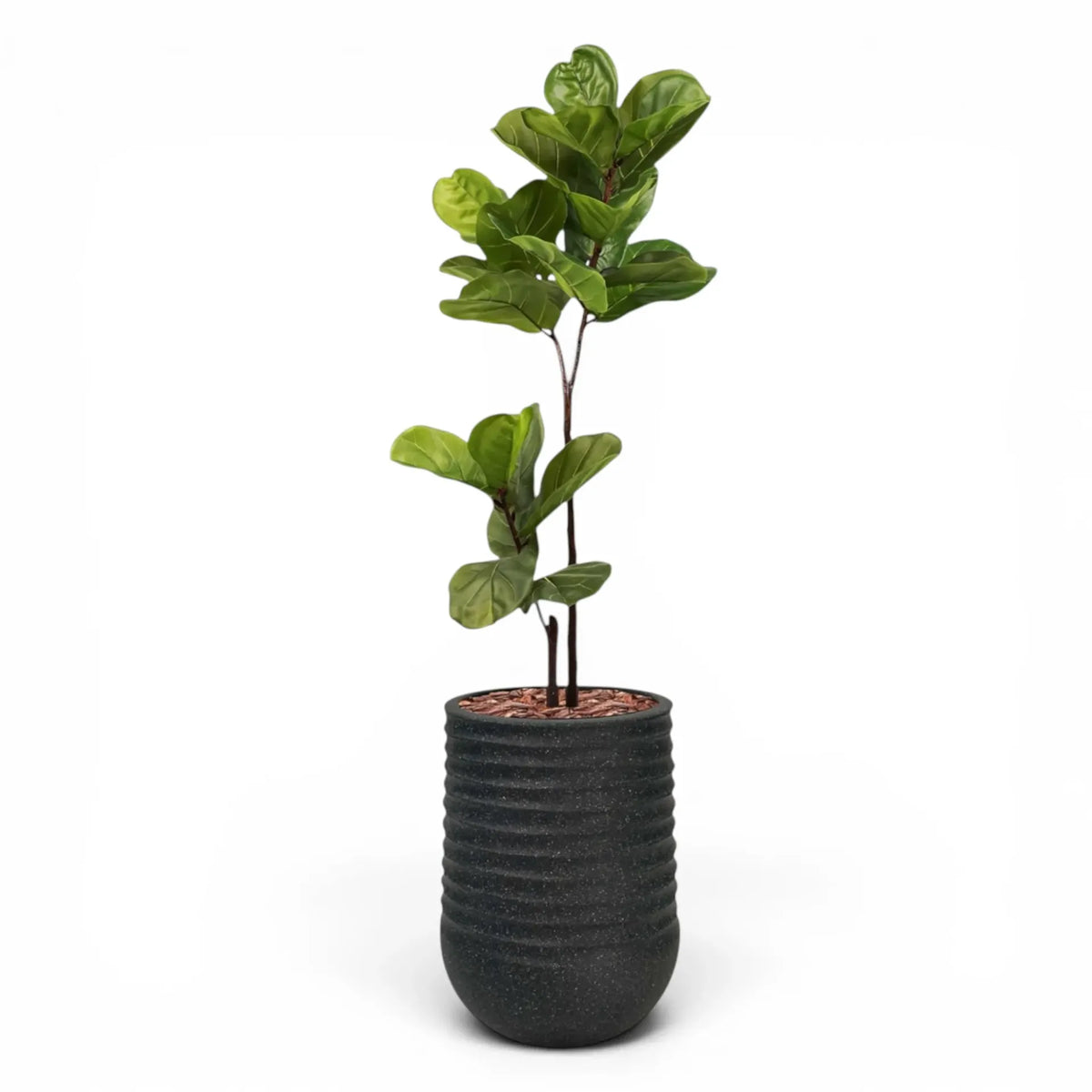 Artimis Planter M Black With Fiddle Leaf Ficus 120cm