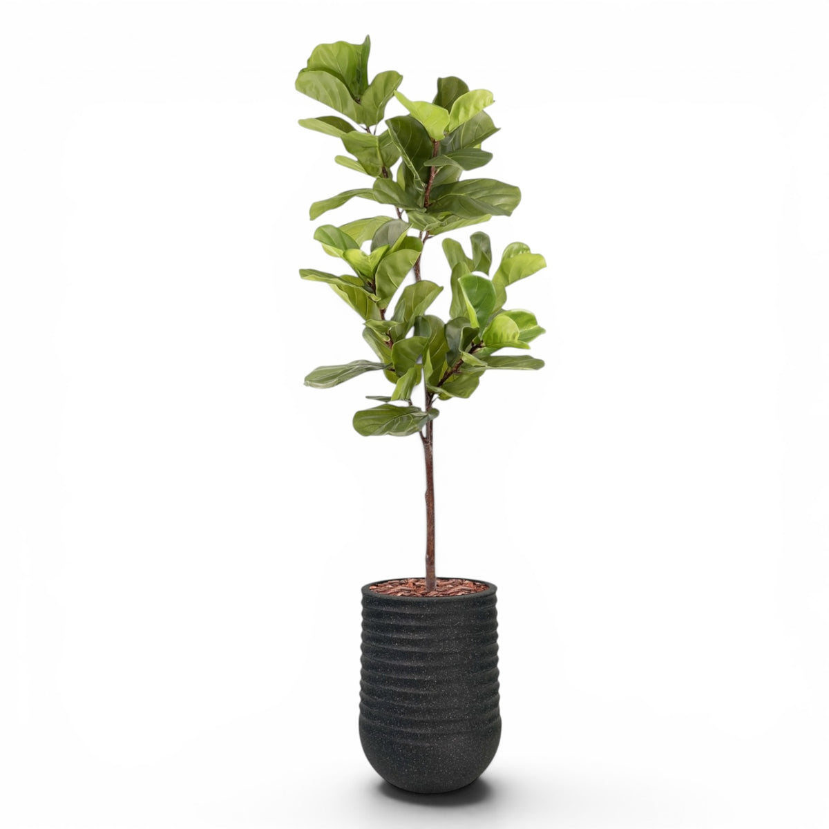 Artimis Planter M Black With Fiddle Leaf Ficus 165cm