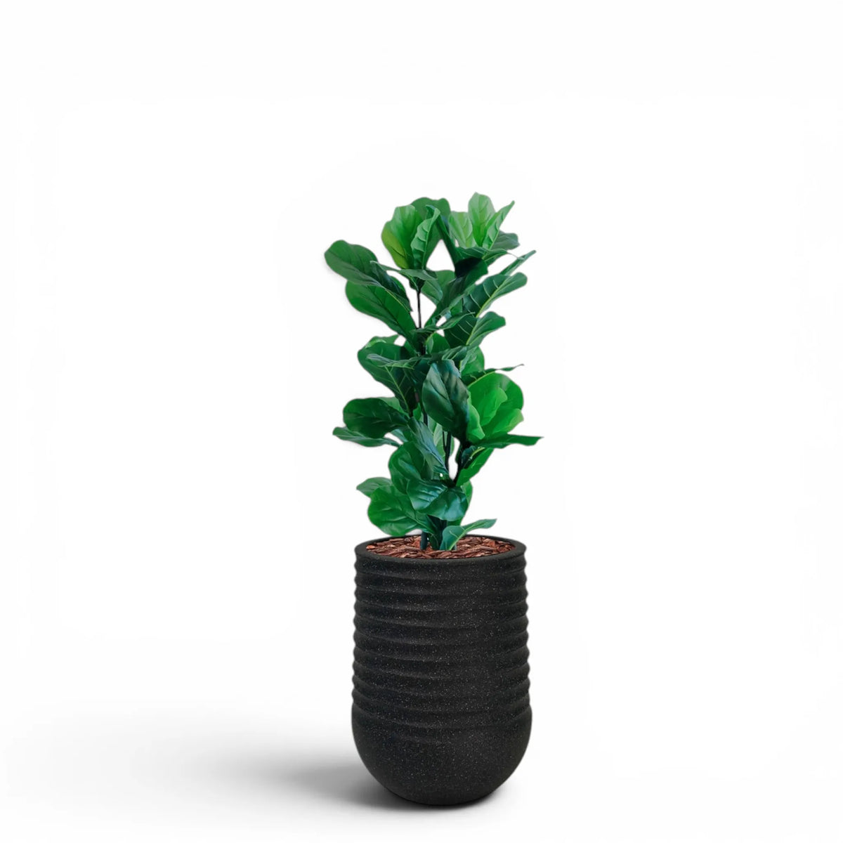 Artimis Planter M 39x51 Black With Fiddle Leaf Ficus 90cm