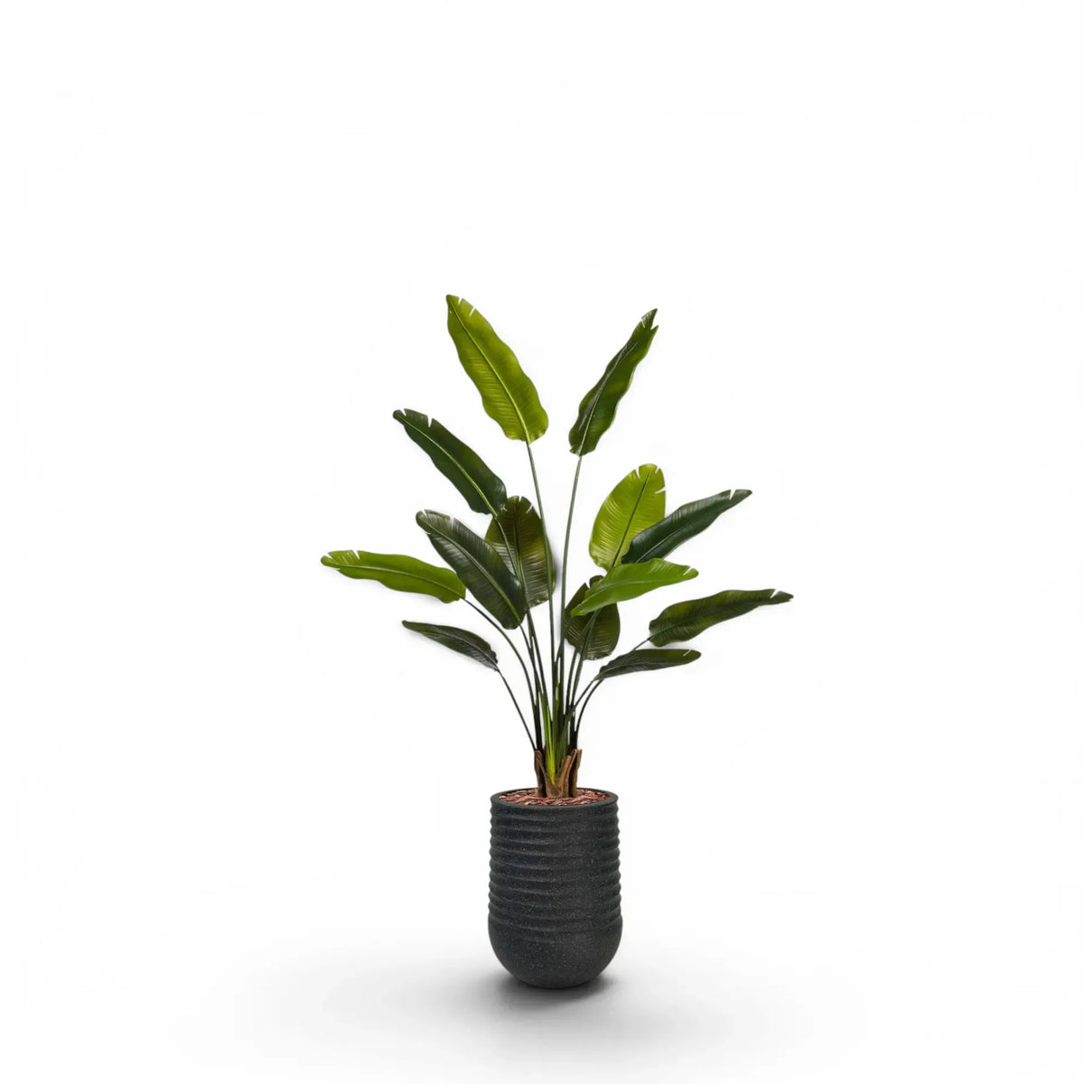 Artimis Planter M 39x51 Black With Strelitzia 160cm