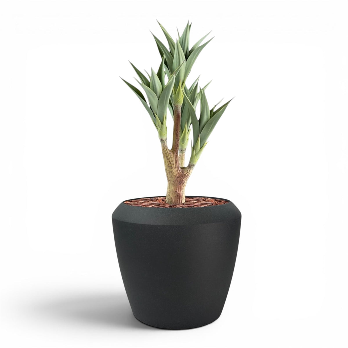Linford L 55.5x48 Black With Agave 105cm