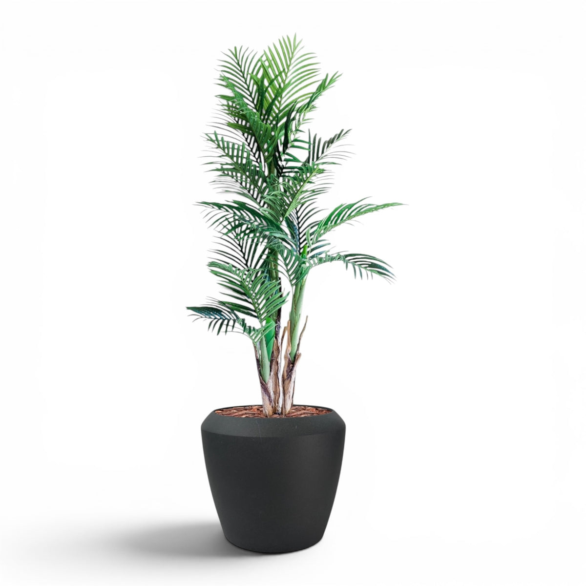 Linford L 55.5x48 Black With Areca Palm 150cm