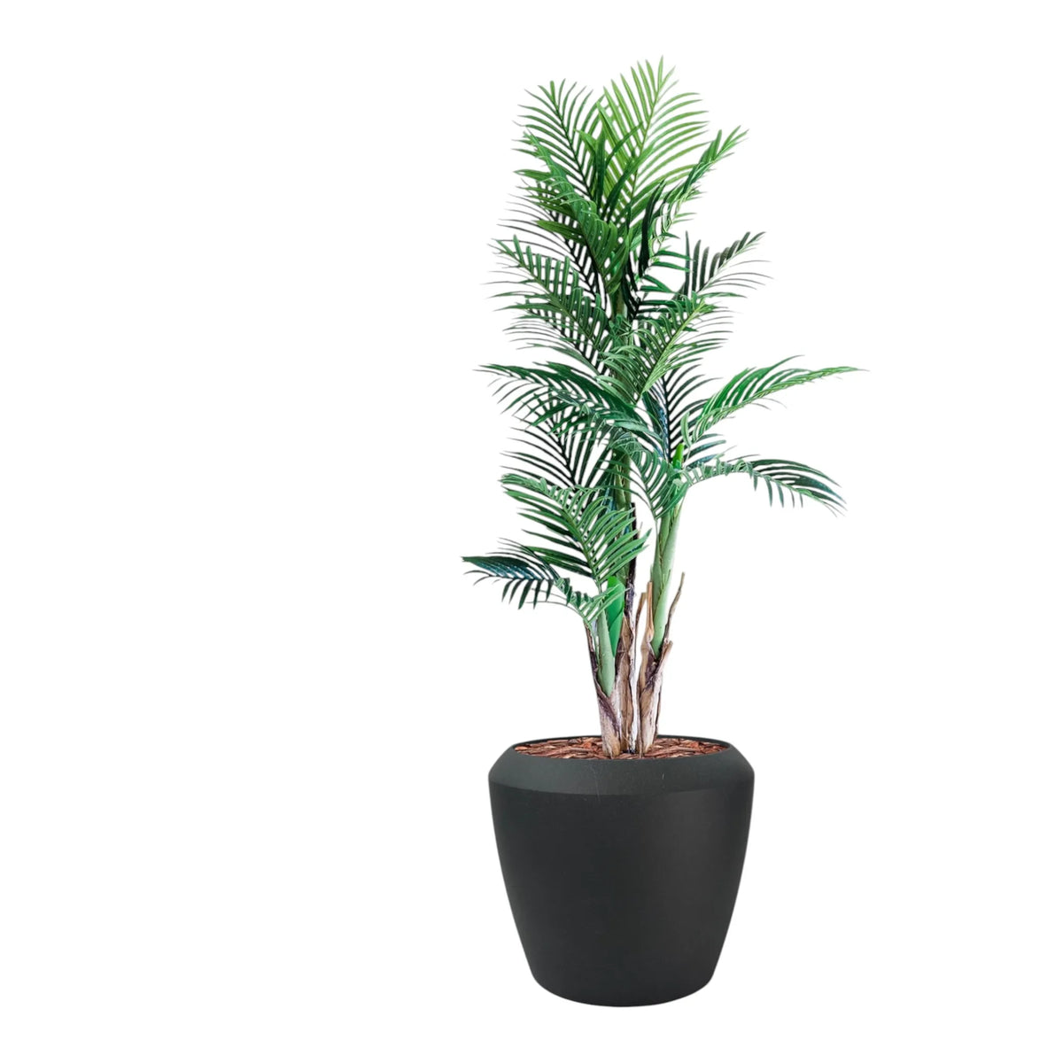 Linford L 55.5x48 Black With Areca Palm 150cm