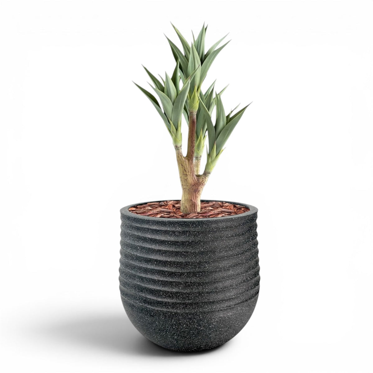 Mariella Round L 53 x 49 Black With Agave 4 Head 105cm
