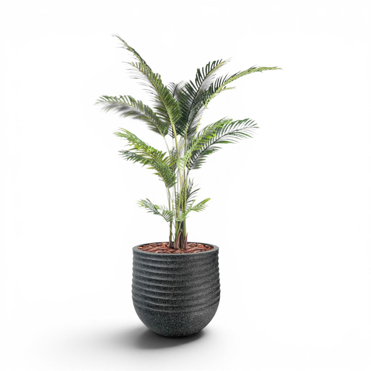 Mariella Round L 53 x 49 Black With Areca Palm 170cm
