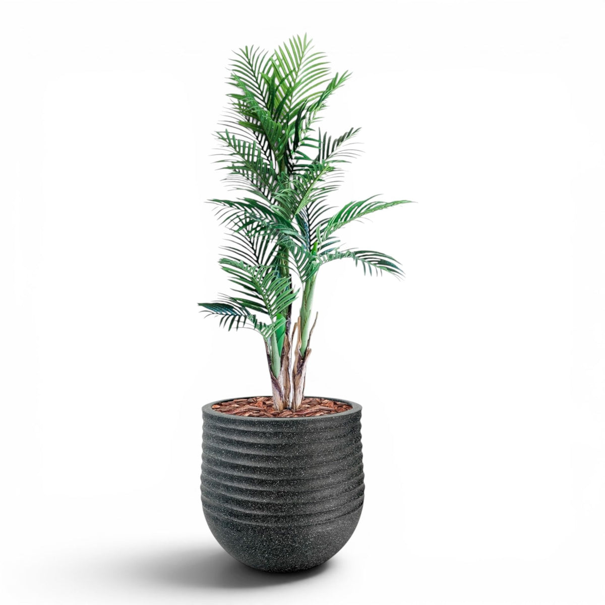 Mariella Round L 53 x 49 Black With Areca Palm 150cm