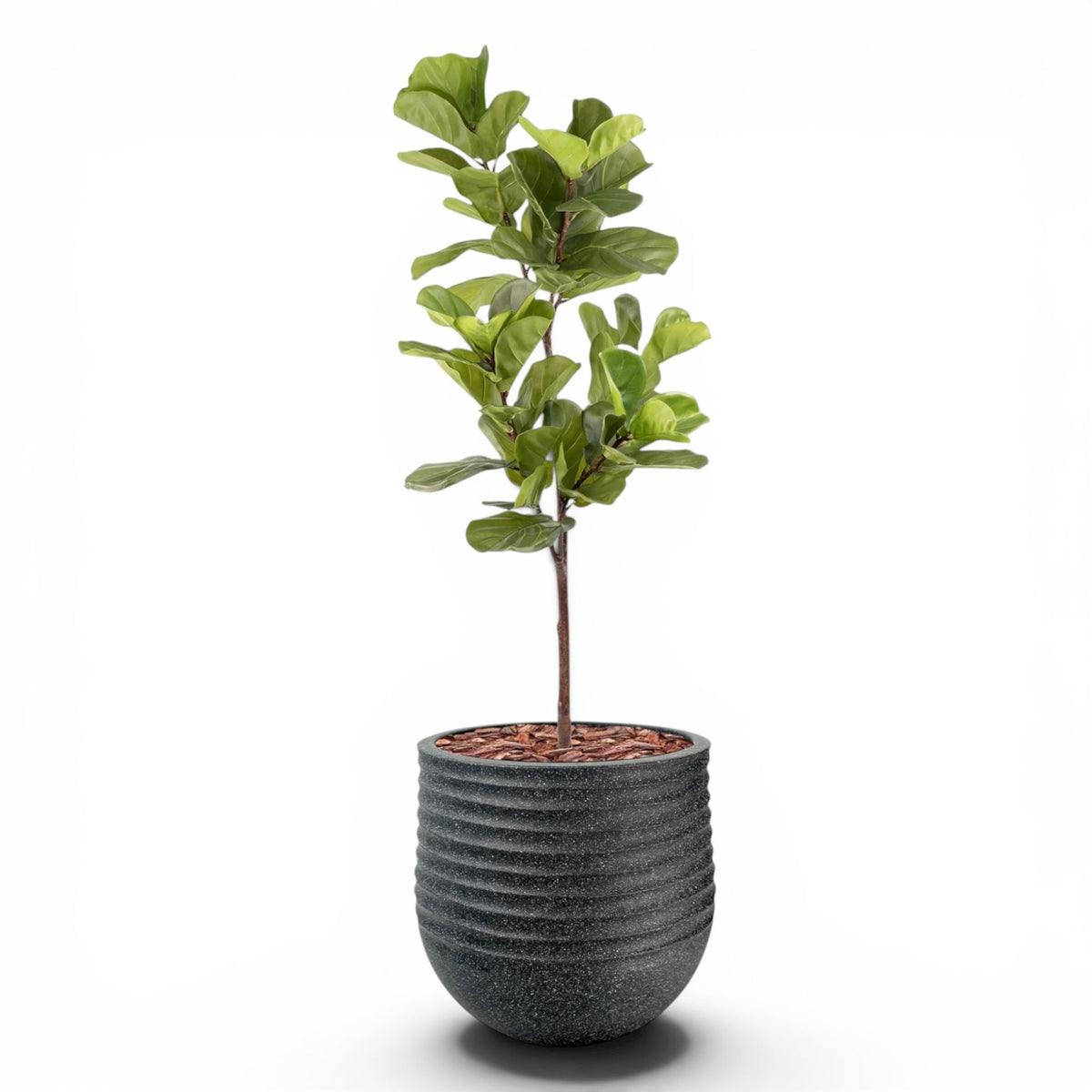 Mariella Round L 53 x 49 Black With Fiddle Leaf Ficus 165cm