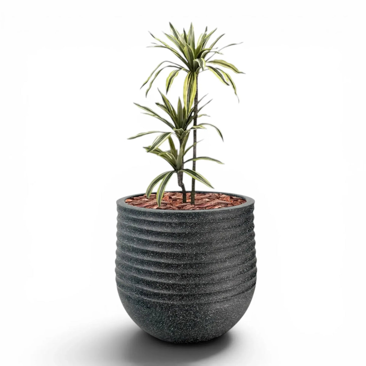 Mariella Round L 53 x 49 Black With Dracaena 100cm