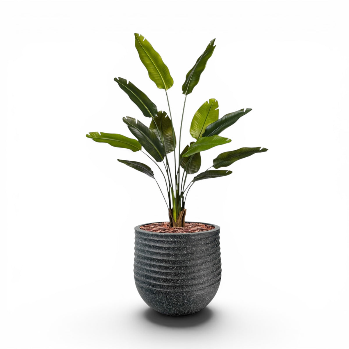 Mariella Round L 53 x 49 Black With Strelitzia 160cm