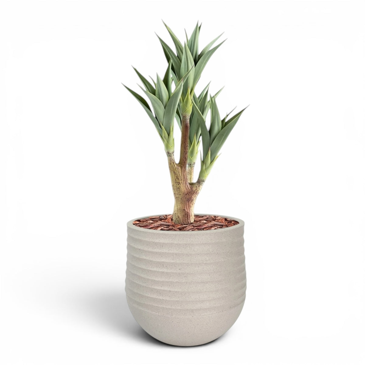 Mariella Round M 40 x 37 Beige With Agave 4 Head 105cm