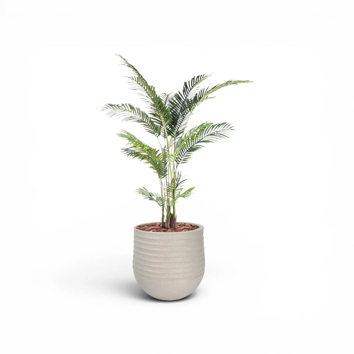Mariella Round M 40 x 37 Beige With Areca Palm 170cm