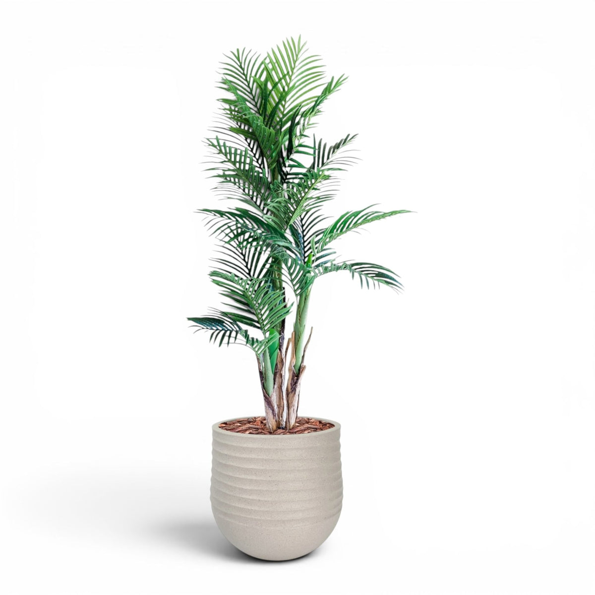 Mariella Round M 40 x 37 Beige With Areca Palm 150cm