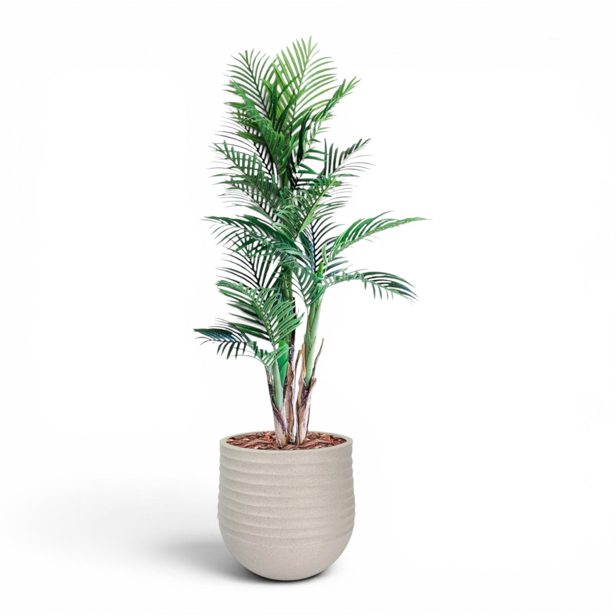 Mariella Round M 40 x 37 Beige With Areca Palm 150cm