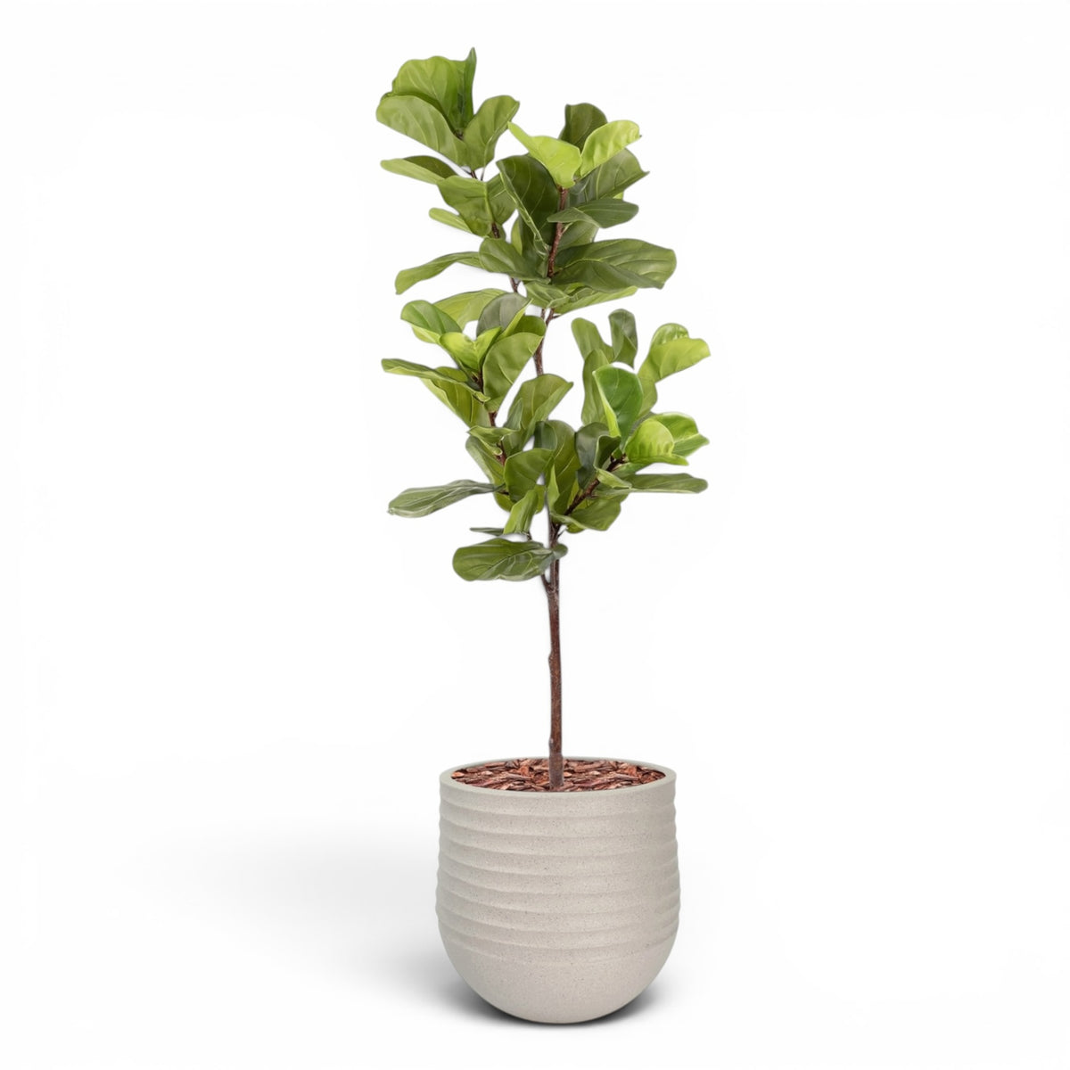 Mariella Round M 40 x 37 Beige With Fiddle Leaf Ficus 165cm