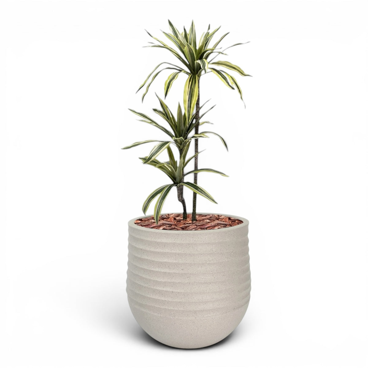 Mariella Round M 40 x 37 Beige With Dracaena 100cm