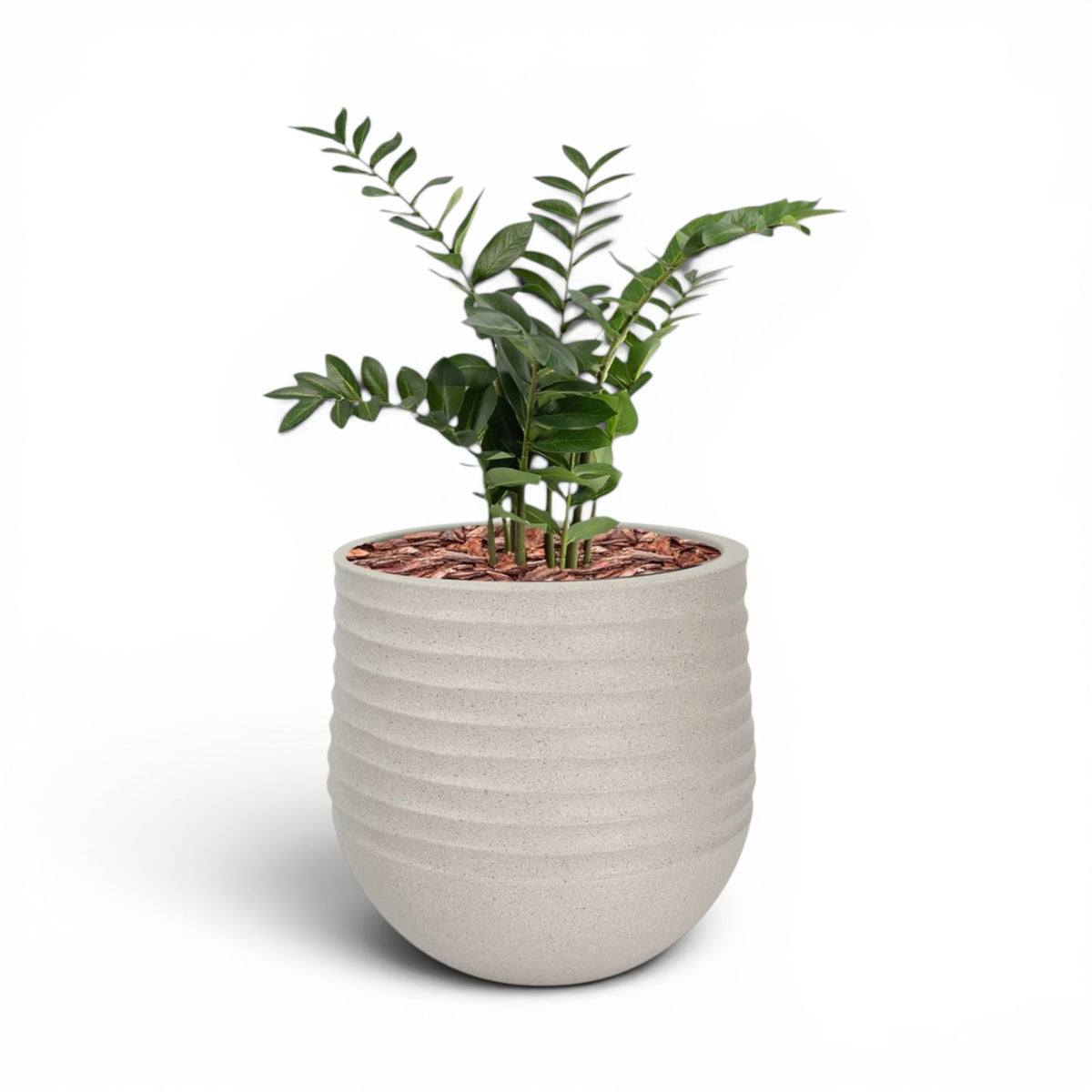 Mariella Round  L 53 x 49 Beige With Zamifolia 90cm