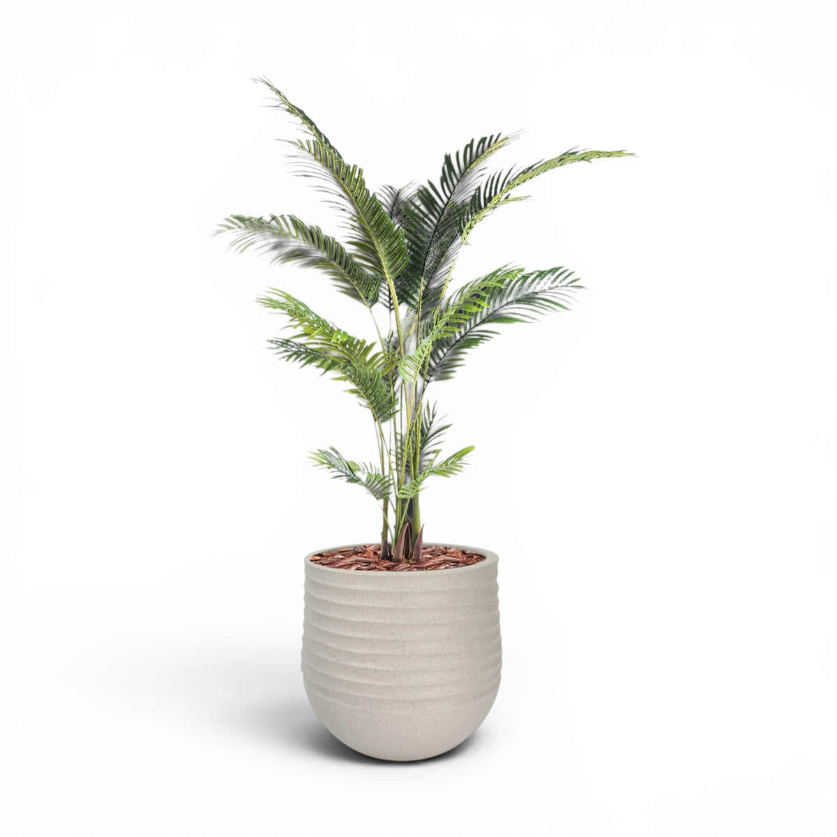 Mariella Round  L 53 x 49 Beige With Areca Palm 170cm