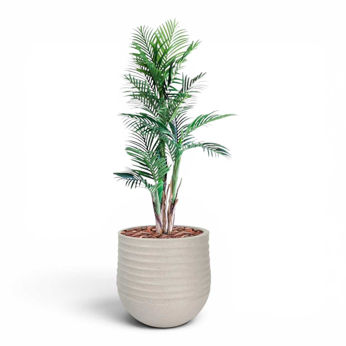 Mariella Round  L 53 x 49 Beige With Areca Palm 150cm