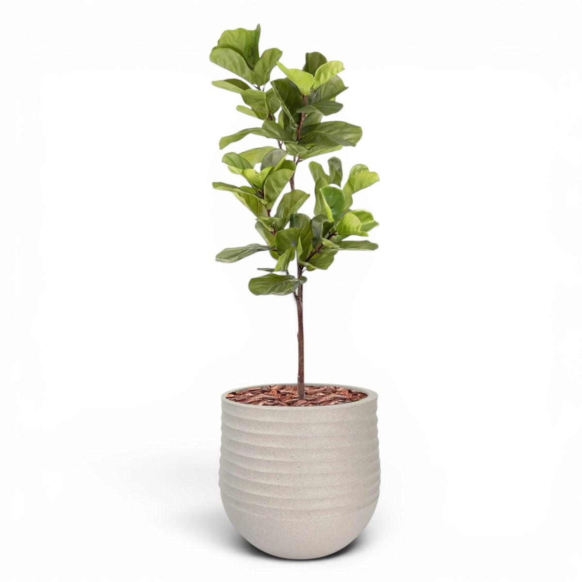 Mariella Round  L 53 x 49 Beige With Fiddle Leaf Ficus 165cm