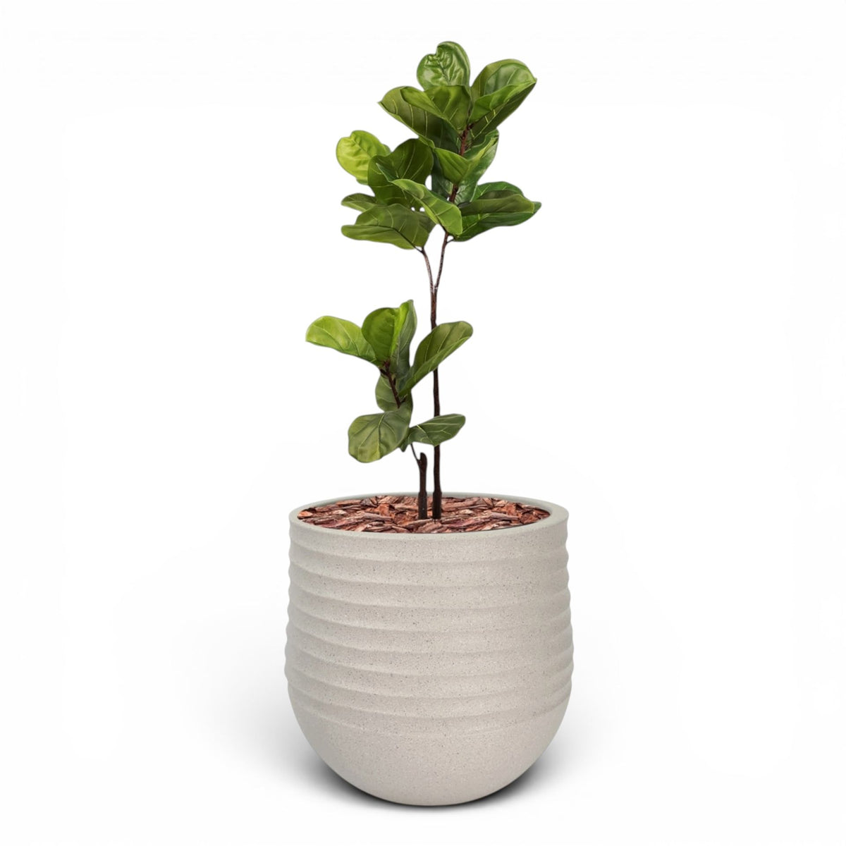 Mariella Round  L 53 x 49 Beige With Fiddle Leaf Ficus 120cm
