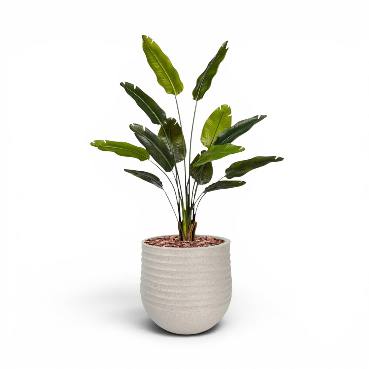 Mariella Round L Beige with Strelitzia 160cm