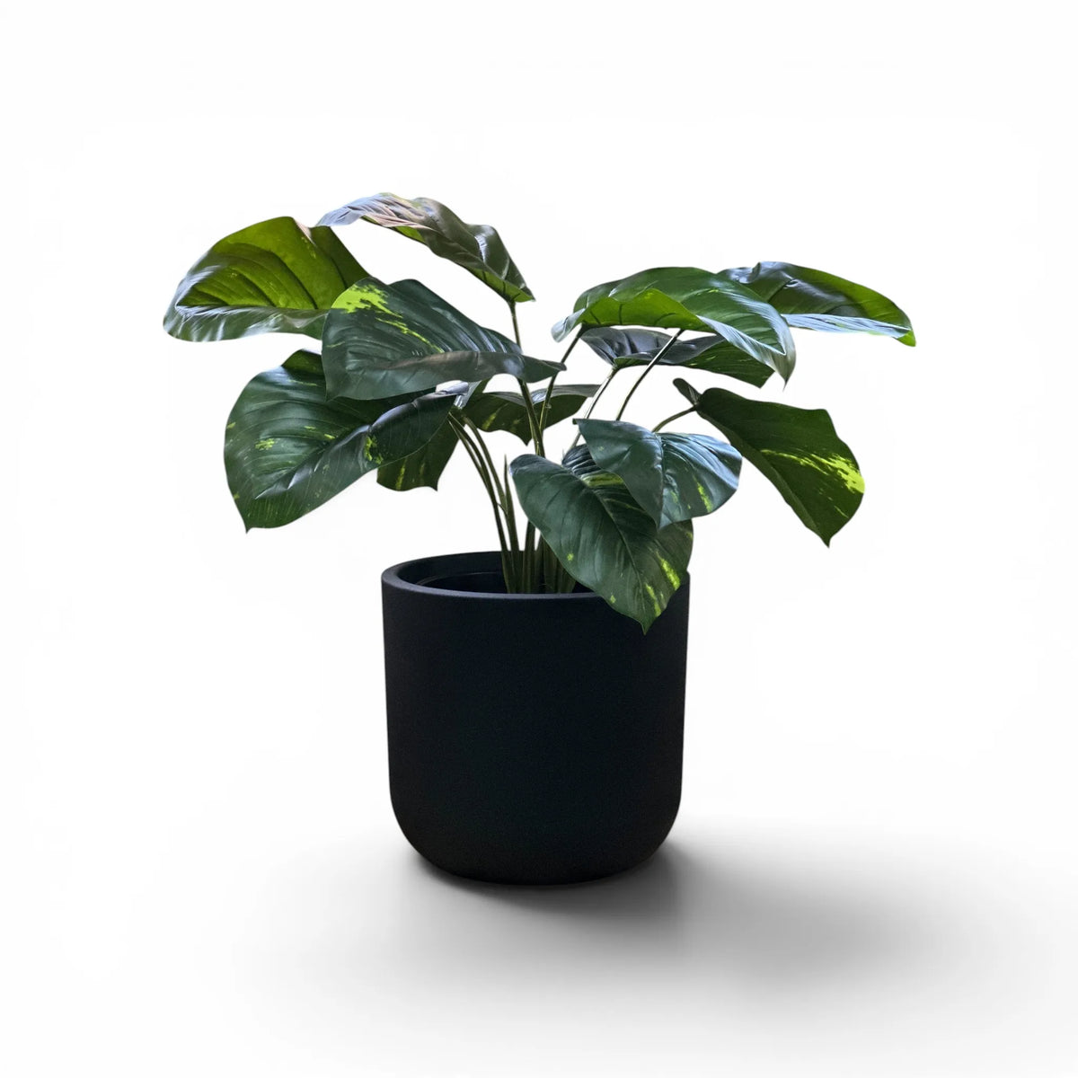 Newport Planter S 29.5x28 Black With Dieffenbacchia 52cm
