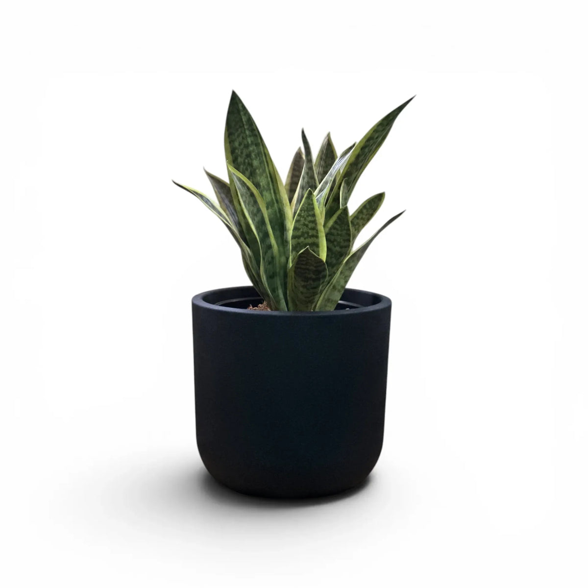 Newport Planter S 29.5x28 Black With Sansevieria 47cm