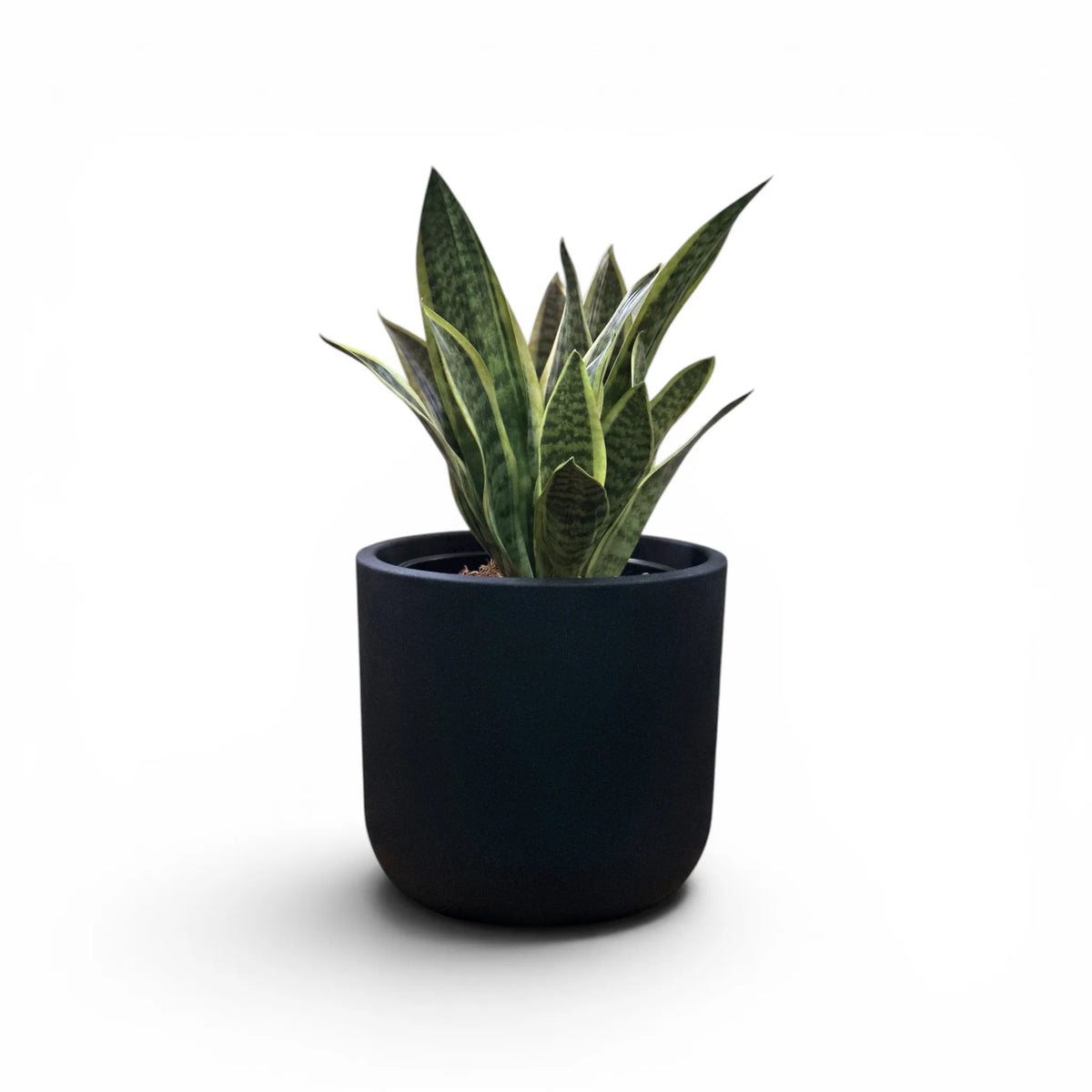 Newport Planter S 29.5x28 Black With Sansevieria 47cm