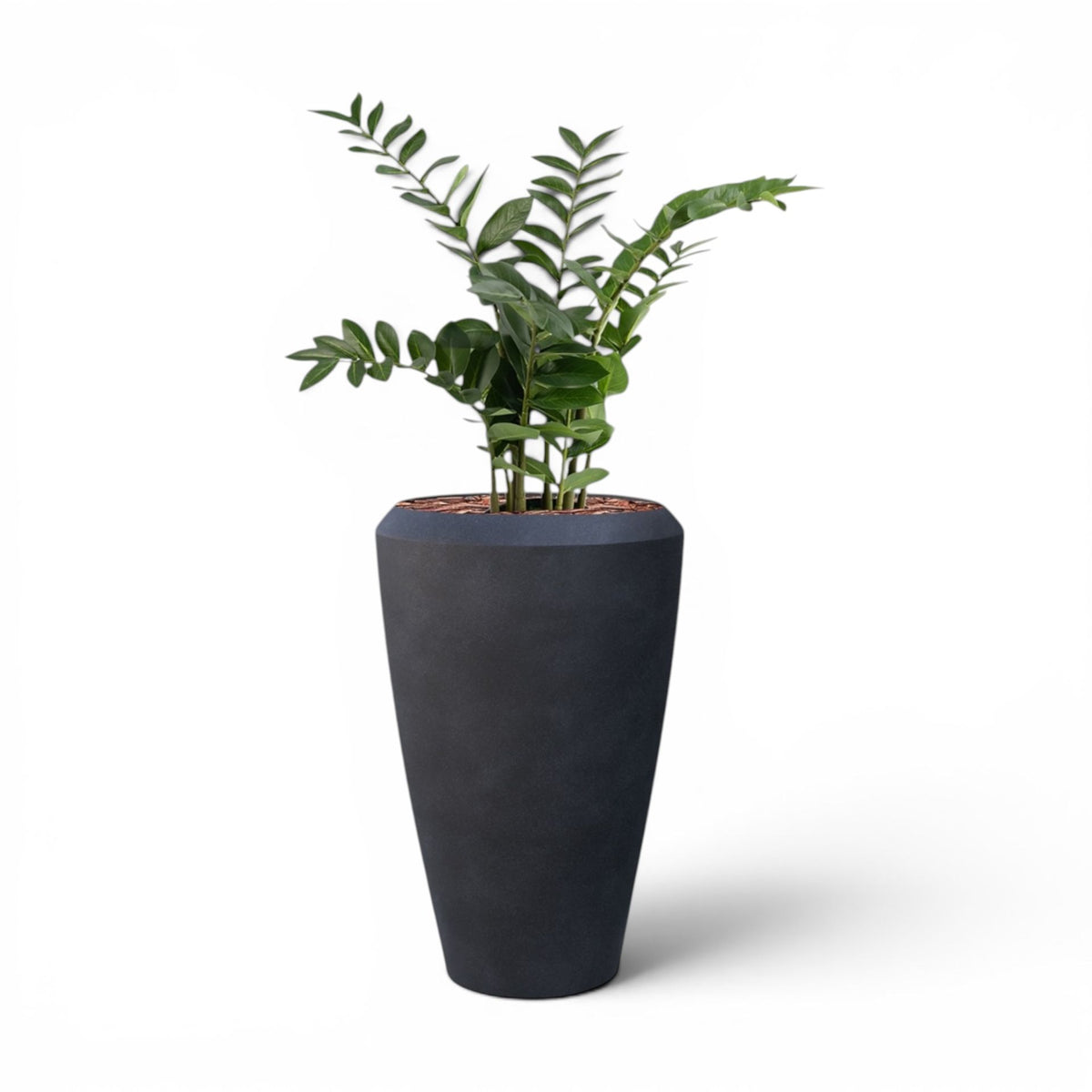 Linford Tall Planter M 44.5x70 With Zamifolia 90cm
