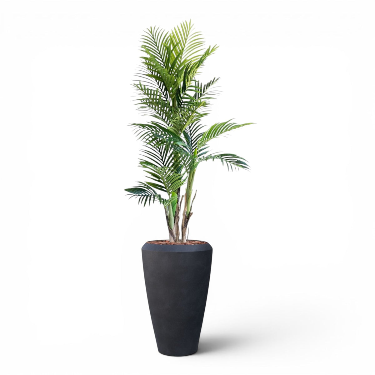 Linford Tall Planter M 44.5x70 With Areca Palm 150cm