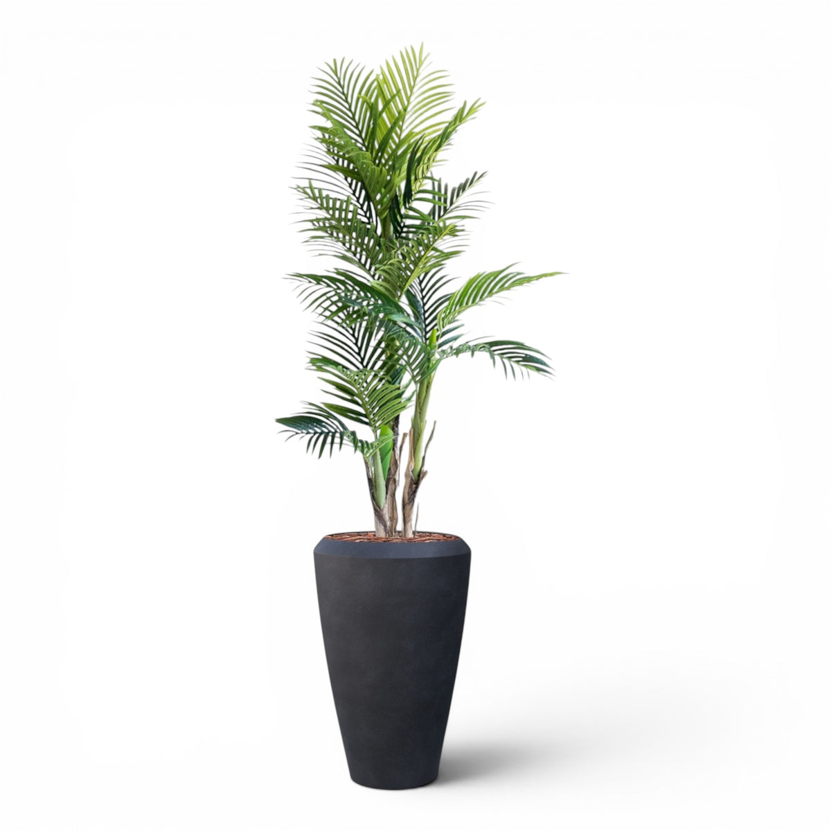 Linford Tall Planter M 44.5x70 With Areca Palm 150cm
