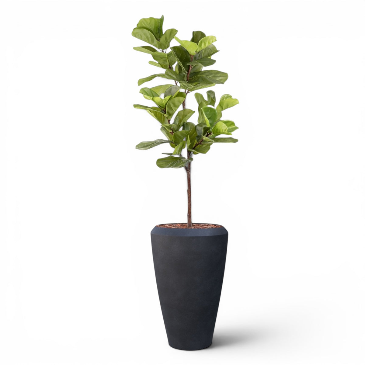 Linford Tall Planter M 44.5x70 With Fiddle Leaf Ficus 165cm