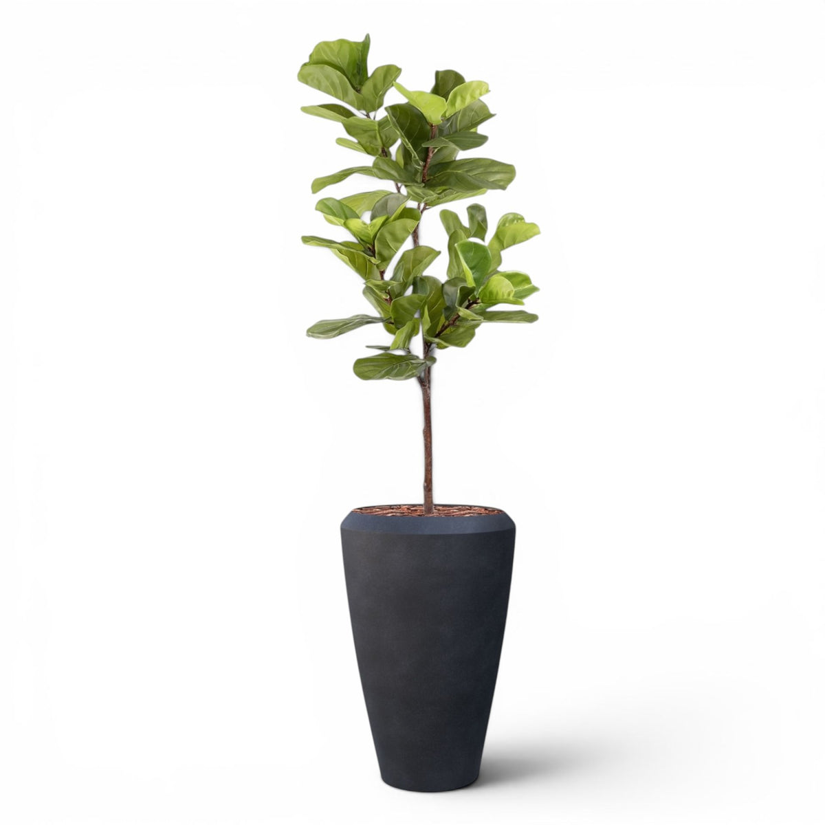 Linford Tall Planter M 44.5x70 With Fiddle Leaf Ficus 165cm