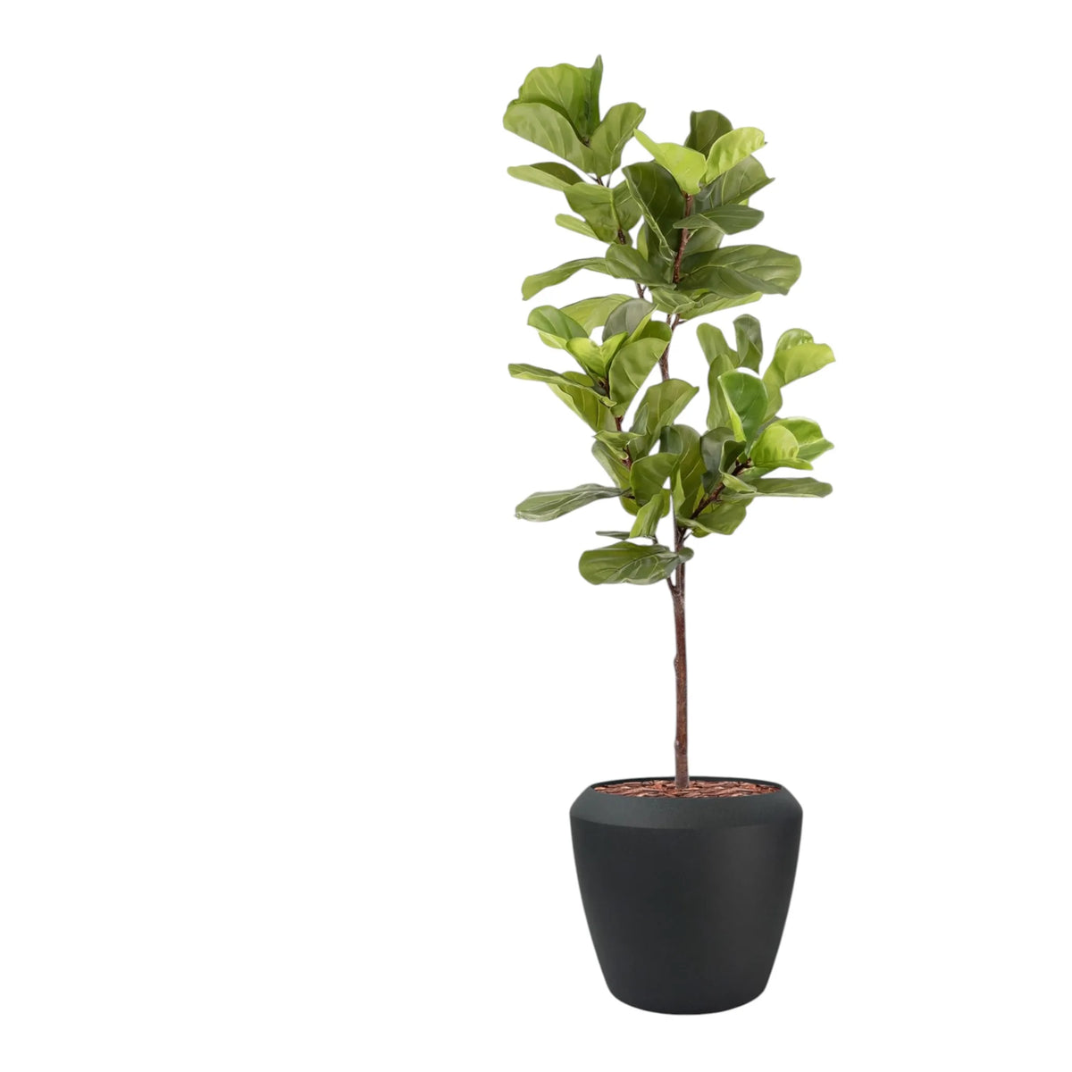 Linford Tall Planter M 44.5x70 With Fiddle Leaf Ficus 165cm