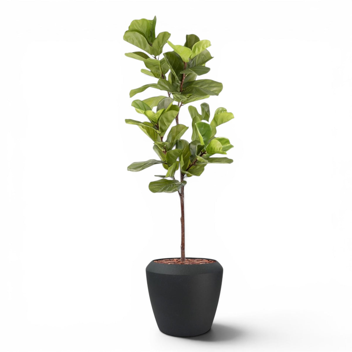 Linford Tall Planter M 44.5x70 With Fiddle Leaf Ficus 165cm