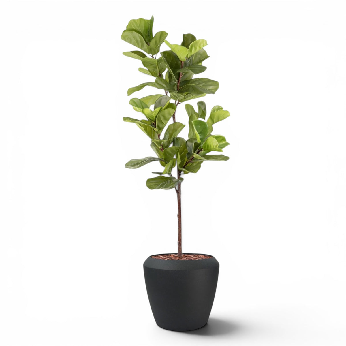 Linford Tall Planter M 44.5x70 With Fiddle Leaf Ficus 165cm