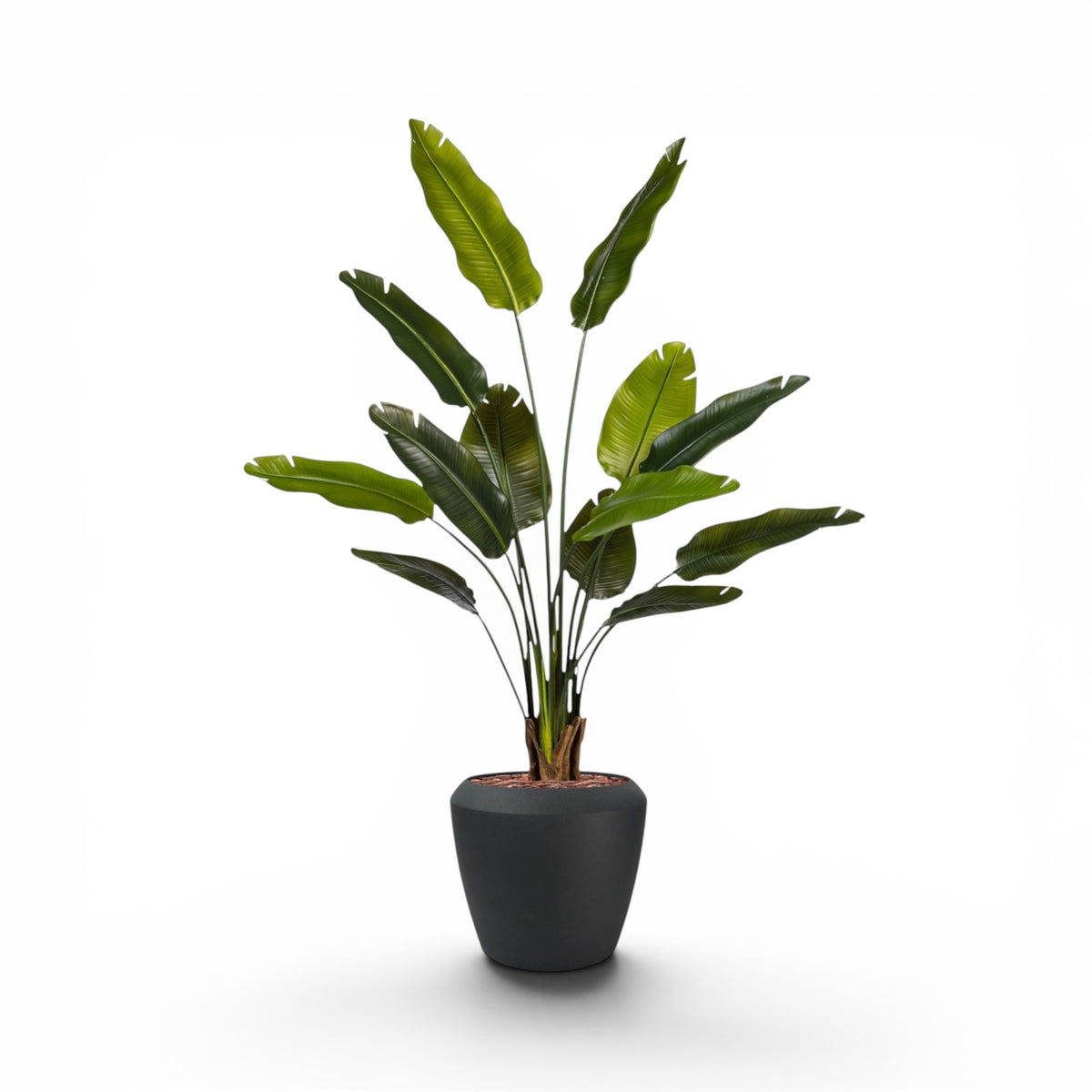 Linford Medium 44x39.5 Black with Strelitzia 160cm