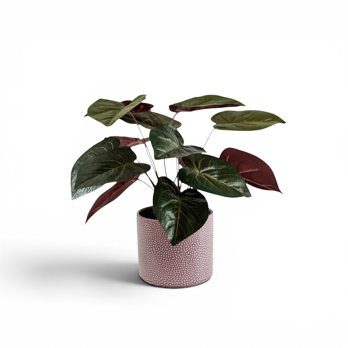 ANTHURIUM BUNCH IN CORNELIA POT