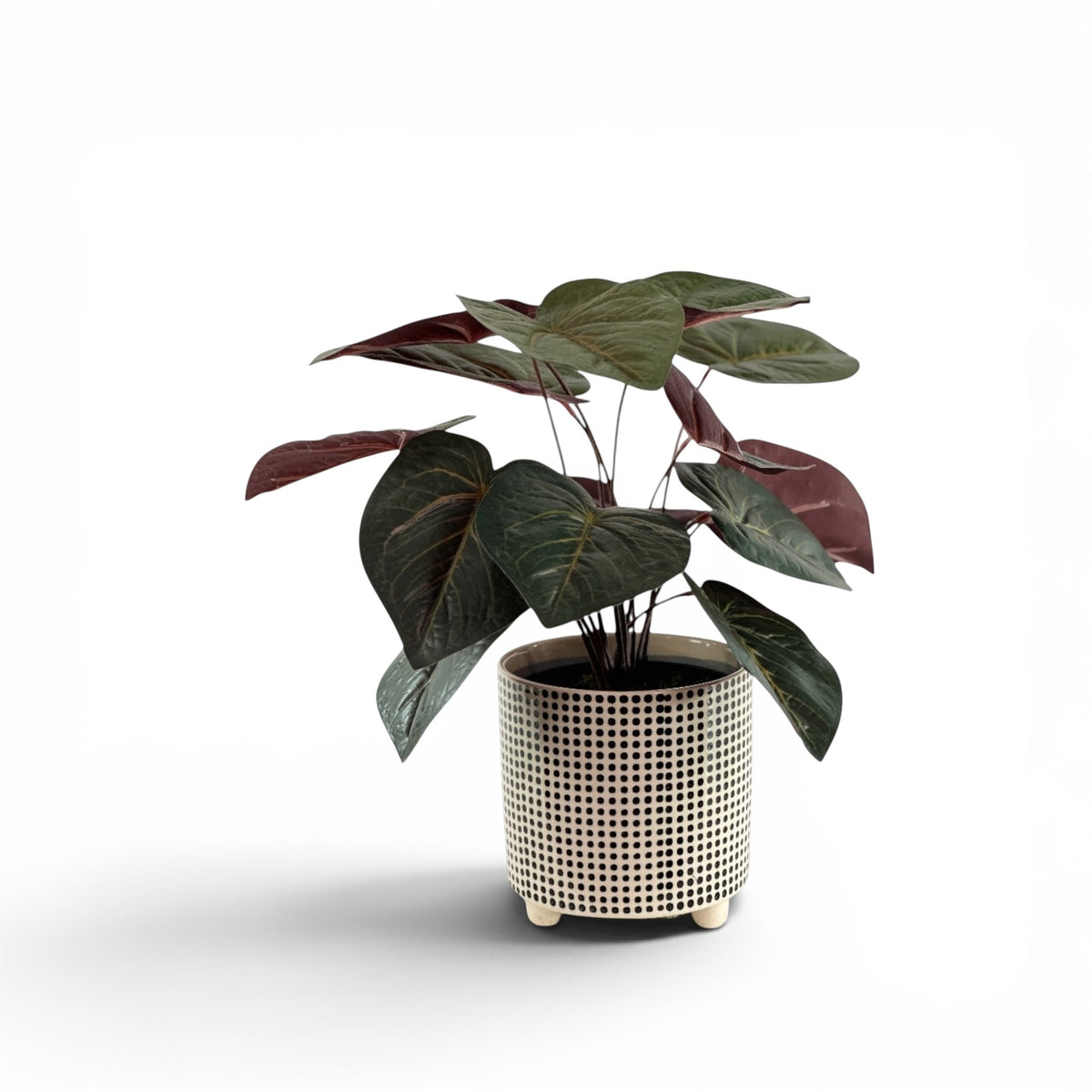 ANTHURIUM BUNCH IN DOT POT