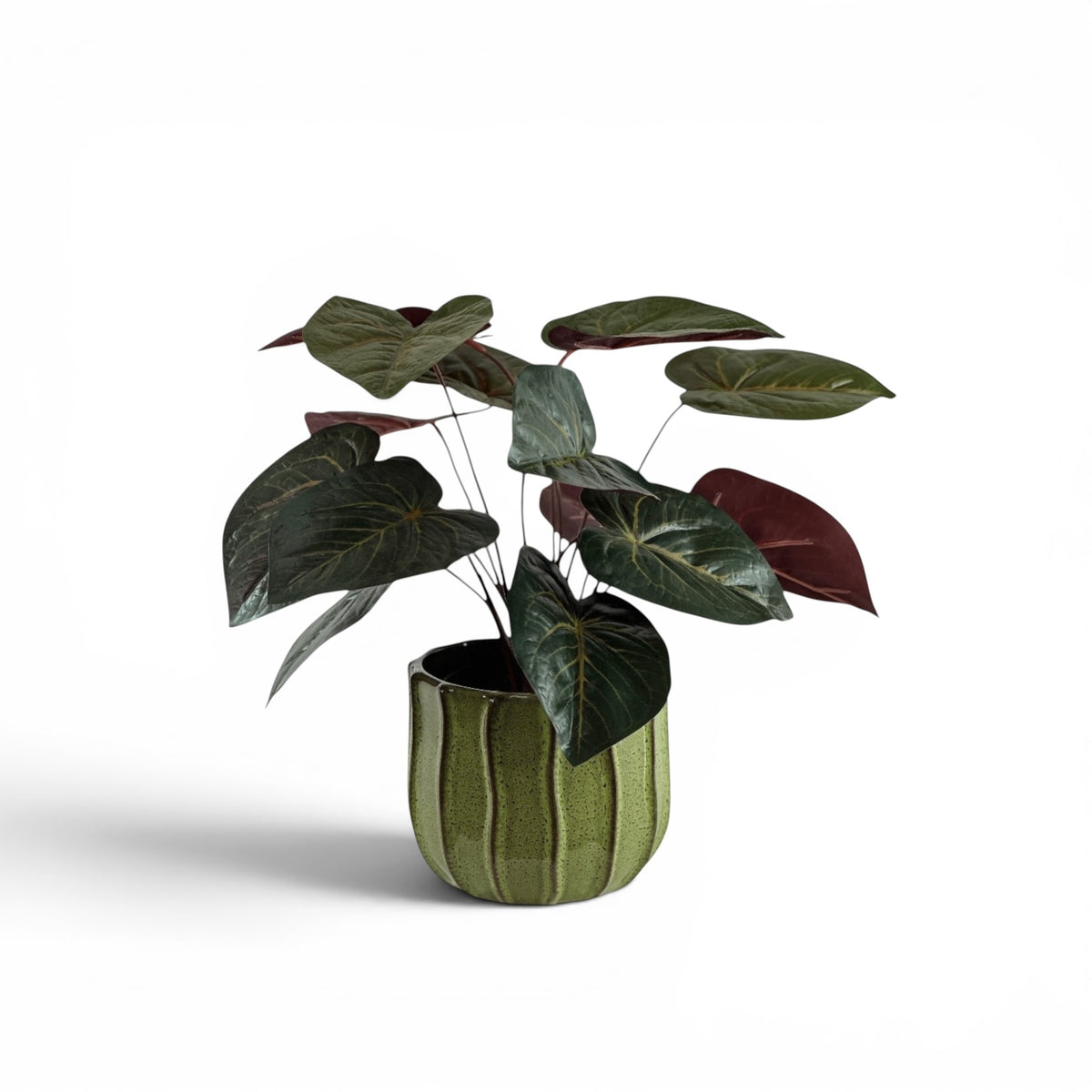 ANTHURIUM BUNCH IN TERRAIN POT