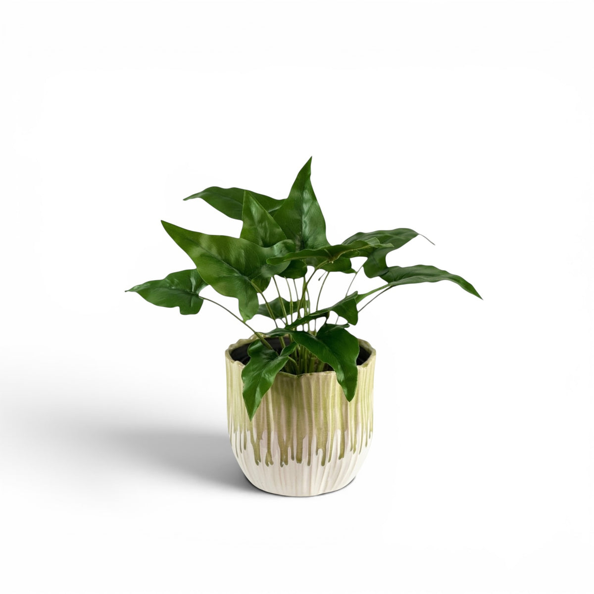 ARROWHEAD BUSH IN BUDDING POT