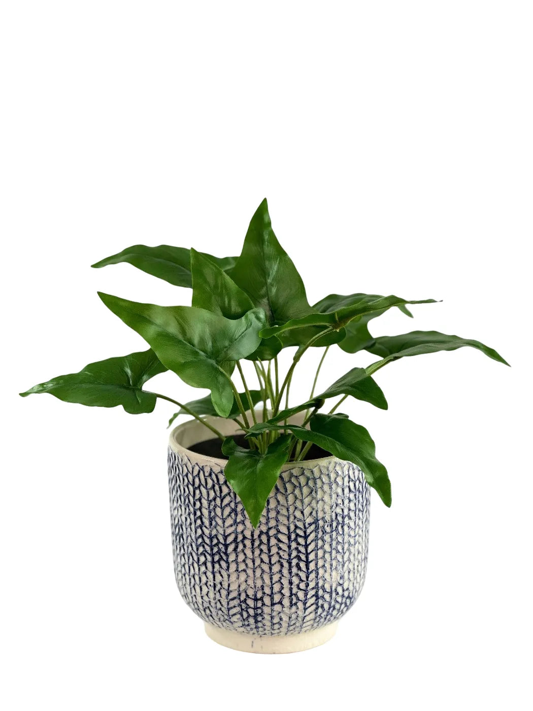 ARROWHEAD BUSH IN DEEP BLUE POT