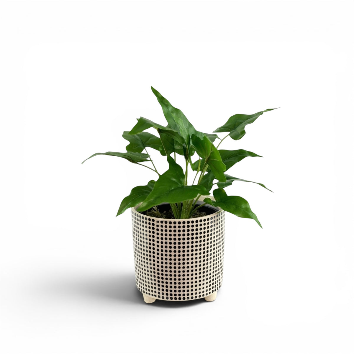 ARROWHEAD BUSH IN DOT POT