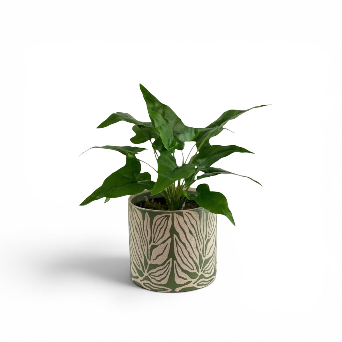 ARROWHEAD BUSH IN LEA POT